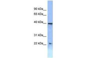 Image no. 1 for anti-Homeobox A2 (HOXA2) (AA 220-269) antibody (ABIN6747803) (HOXA2 Antikörper  (AA 220-269))
