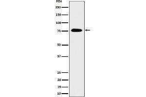 Western blot analysis of CRTC3 expression in 293 cell lysate. (Rekombinanter CRTC3 Antikörper)