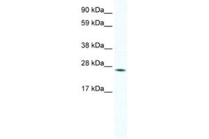 Western Blotting (WB) image for anti-Homeobox B7 (HOXB7) antibody (ABIN2461469) (HOXB7 Antikörper)