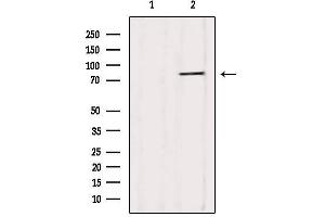 Western blot analysis of extracts from HepG2, using YME1L1 Antibody. (YME1L1 Antikörper  (C-Term))