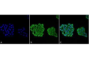 Immunocytochemistry/Immunofluorescence analysis using Mouse Anti-HSP70 Monoclonal Antibody, Clone 3A3 (ABIN361737 and ABIN361738). (HSP70 Antikörper)