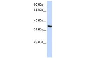 Image no. 1 for anti-Developmental Pluripotency Associated 2 (DPPA2) (AA 36-85) antibody (ABIN6741153) (DPPA2 Antikörper  (AA 36-85))