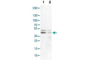 Western Blot analysis of Lane 1: NIH-3T3 cell lysate (mouse embryonic fibroblast cells) and Lane 2: NBT-II cell lysate (Wistar rat bladder tumor cells) with DAZAP1 polyclonal antibody . (DAZAP1 Antikörper)