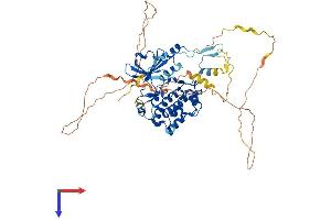 PAK4 Protein (AA 1-593) (His tag)