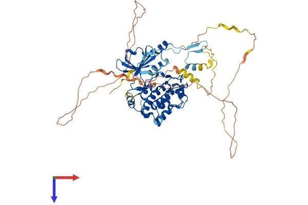 PAK4 Protein (AA 1-593) (His tag)