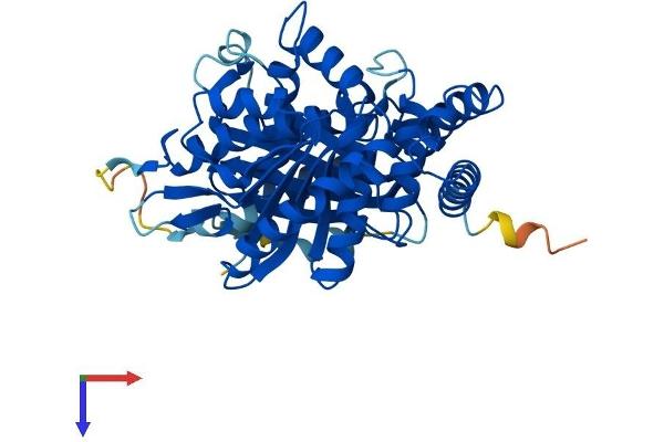 TUBA4A Protein (AA 1-448) (His tag)