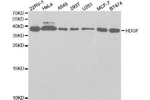 Western Blotting (WB) image for anti-Hepatoma-Derived Growth Factor (HDGF) antibody (ABIN1876535) (HDGF Antikörper)