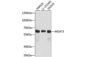 Western blot analysis of extracts of various cell lines using MGAT3 Polyclonal Antibody at dilution of 1:1000. (MGAT3 Antikörper)