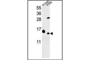 Western blot analysis in K562 cell line and Mouse liver tissue lysates (35 ug/lane) using RPL37 Antibody (C-term) Cat. (RPL37 Antikörper  (C-Term))