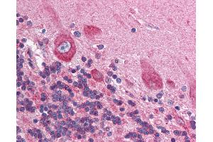 Anti-HIF1AN antibody IHC of human brain, cerebellum. (HIF1AN Antikörper  (N-Term))