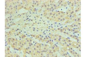 Immunohistochemistry of paraffin-embedded human adrenal gland tissue using ABIN7147608 at dilution of 1:100 (CYP11A1 Antikörper  (AA 40-521))