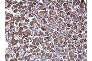 IHC-P Image NDUFV1 antibody [N3C3] detects NDUFV1 protein at cytoplasm on mouse stomach by immunohistochemical analysis. (NDUFV1 Antikörper  (Center))