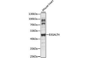 Western blot analysis of extracts of Mouse heart, using B3GALT4 antibody (ABIN6292565) at 1:1000 dilution. (B3GALT4 Antikörper)