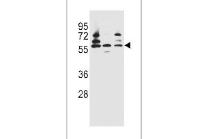 PDP1 Antibody (Center) (ABIN656386 and ABIN2845681) western blot analysis in Jurkat,HepG2,293 cell line lysates (35 μg/lane). (PDP Antikörper  (AA 308-336))