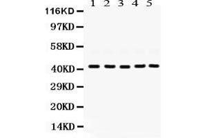 Anti- GNAQ Picoband antibody, Western blottingAll lanes: Anti GNAQ  at 0. (GNAQ Antikörper  (N-Term))