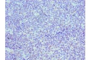 Immunohistochemistry of paraffin-embedded human tonsil tissue using ABIN7150332 at dilution of 1:100 (MCM3 Antikörper  (AA 1-295))