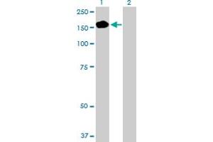Western Blot analysis of PEX1 expression in transfected 293T cell line by PEX1 MaxPab polyclonal antibody. (PEX1 Antikörper  (AA 1-1283))