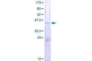 SYCN Protein (AA 1-134) (GST tag)