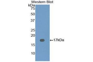 Western Blotting (WB) image for anti-Bone Morphogenetic Protein 7 (BMP7) (AA 292-430) antibody (ABIN1858161) (BMP7 Antikörper  (AA 292-430))