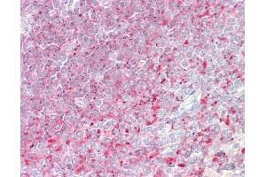 Anti-D52 / TPD52 antibody IHC staining of human spleen. (TPD52 Antikörper  (AA 213-223))