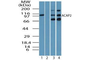 Image no. 2 for anti-ArfGAP with Coiled-Coil, Ankyrin Repeat and PH Domains 2 (ACAP2) (AA 350-400) antibody (ABIN960069) (Centaurin beta 2 Antikörper  (AA 350-400))