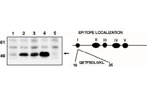 Western Blotting (WB) image for anti-Tumor Protein P53 (TP53) (AA 16-25) antibody (ABIN264401) (p53 Antikörper  (AA 16-25))