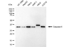 Western blotting analysis using caspase 6 antibody (ABIN7797898).