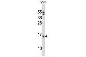 EIF1B Antibody (C-term) western blot analysis in 293 cell line lysates (35µg/lane). (EIF1B Antikörper  (C-Term))