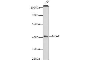 Western blot analysis of extracts of LO2 cells, using MCAT antibody (ABIN7268385) at 1:1000 dilution. (MCAT Antikörper  (AA 191-390))