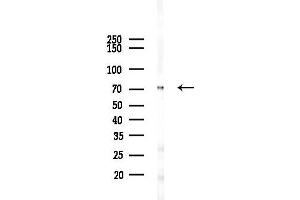 anti-alpha-Fetoprotein (AFP) (C-Term) antibody