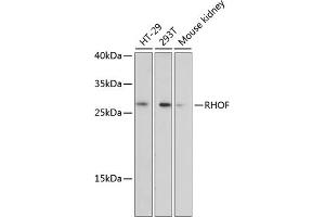 Western blot analysis of extracts of various cell lines, using RHOF antibody (ABIN6131013, ABIN6146940, ABIN6146941 and ABIN6220763) at 1:3000 dilution. (RhoF Antikörper  (AA 40-120))