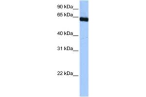 Western Blotting (WB) image for anti-Poly-U Binding Splicing Factor 60KDa (PUF60) antibody (ABIN2462252) (PUF60 Antikörper)