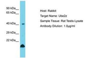 Image no. 1 for anti-Ubiquitin-Conjugating Enzyme E2Z (UBE2Z) (AA 208-257) antibody (ABIN6750494) (UBE2Z Antikörper  (AA 208-257))