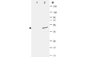 Western Blotting (WB) image for anti-Small Ubiquitin Related Modifier Protein 1 (SUMO1) antibody (ABIN400792) (SUMO1 Antikörper)