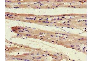 Immunohistochemistry of paraffin-embedded human heart tissue using ABIN7165502 at dilution of 1:100 (FAM43A Antikörper  (AA 1-200))