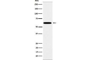 Western blot analysis of HSF2 expression in HeLa cell lysate.