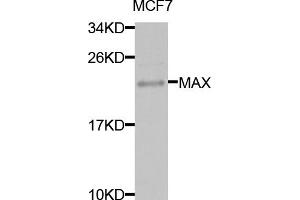 Western blot analysis of extracts of MCF-7 cells, using MAX antibody (ABIN5971184) at 1/1000 dilution. (MAX Antikörper)