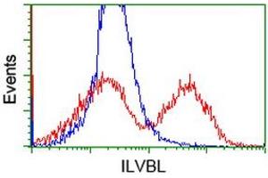 HEK293T cells transfected with either RC203987 overexpress plasmid (Red) or empty vector control plasmid (Blue) were immunostained by anti-ILVBL antibody (ABIN2454746), and then analyzed by flow cytometry. (ILVBL Antikörper)