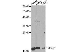 Western blot analysis of extracts of various cell lines, using MANF Antibody (ABIN6291535) at 1:1000 dilution. (MANF Antikörper)