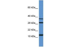 WB Suggested Anti-Ubl3 Antibody Titration: 1. (UBL3 Antikörper  (C-Term))