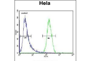 Flow cytometric analysis of Hela cells (right histogram) compared to a negative control cell (left histogram). (TRIM38 Antikörper  (C-Term))