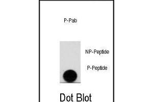 Dot blot analysis of anti-Phospho-LEO1-pS10 Antibody (ABIN389964 and ABIN2839762) on nitrocellulose membrane. (LEO1 Antikörper  (pSer10))