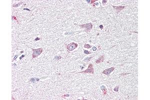 Anti-GOLGA6 antibody IHC of human brain, cortex. (GOLGA6A Antikörper  (AA 536-547))