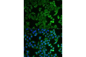 Immunofluorescence analysis of HeLa cells using NPRL2 antibody (ABIN6132809, ABIN6144787, ABIN6144788 and ABIN6221564). (NPRL2 Antikörper  (AA 1-220))