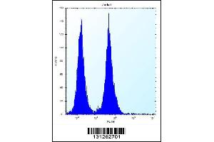 Flow cytometric analysis of Jurkat cells (right histogram) compared to a negative control cell (left histogram). (OR11L1 Antikörper  (C-Term))