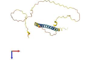 BMF Protein (AA 1-185) (His tag)
