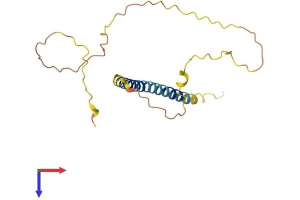 BMF Protein (AA 1-185) (His tag)