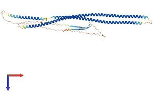 Keratin 36 Protein (KRT36) (AA 1-467) (His tag)