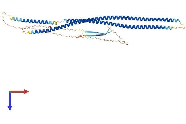 Keratin 36 Protein (KRT36) (AA 1-467) (His tag)