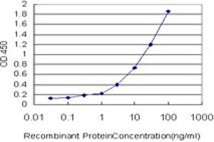 Detection limit for recombinant GST tagged CCNK is approximately 0. (Cyclin K Antikörper  (AA 1-354))